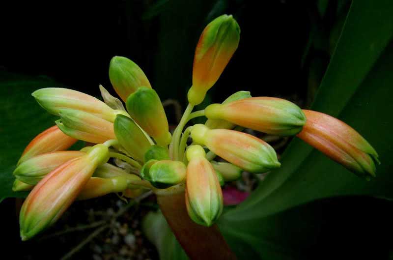 Clivia gardenii / кливия Гардена