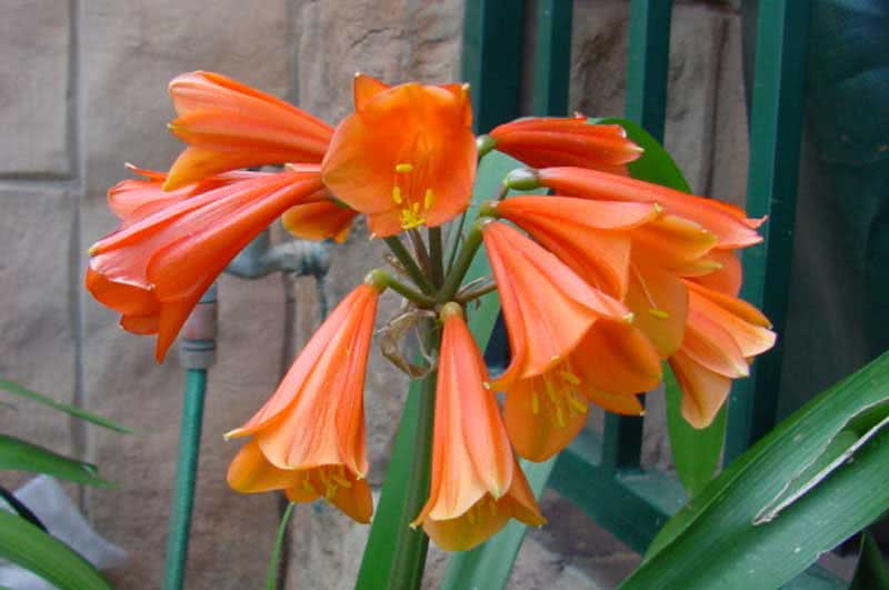Clivia gardenii / кливия Гардена