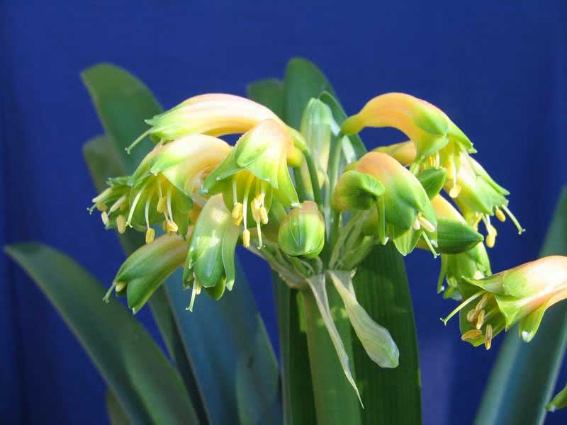 Clivia gardenii / кливия Гардена