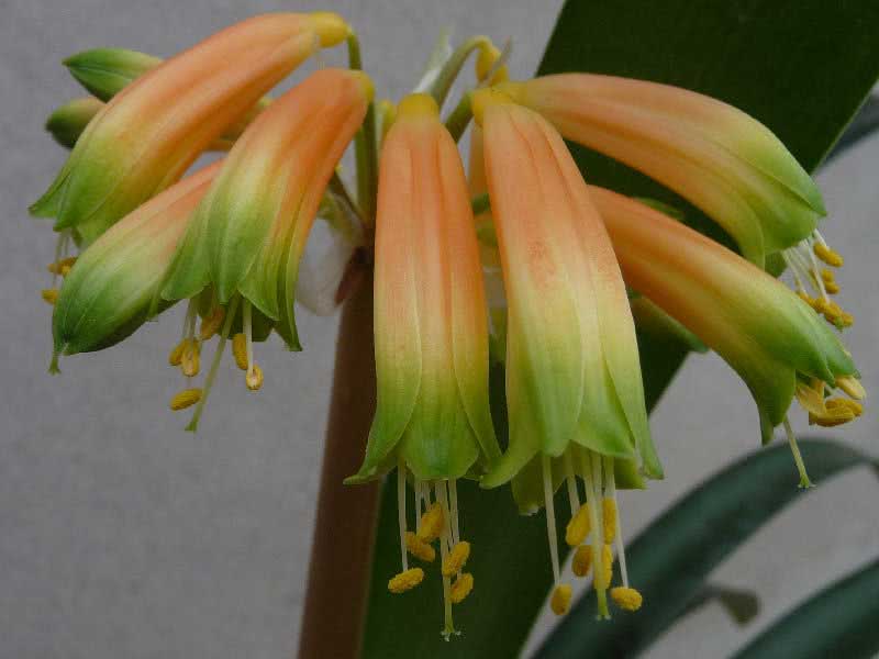 Clivia gardenii / кливия Гардена