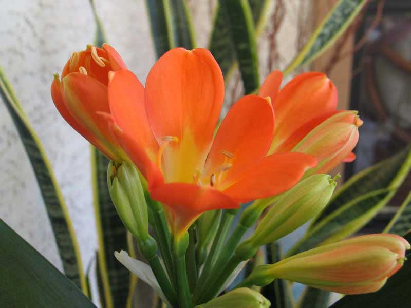 Clivia miniata / кливия киноварная