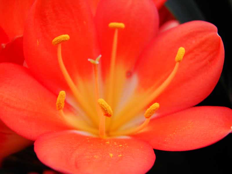 Clivia miniata / кливия киноварная