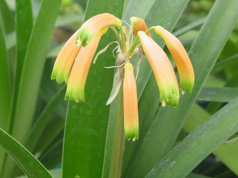 Clivia nobilis / кливия прекрасная
