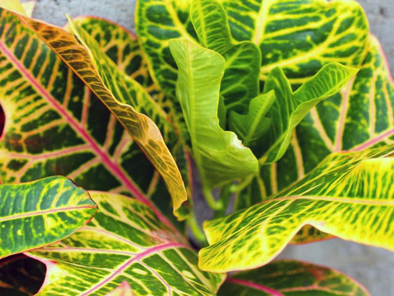 Codiaeum variegatum / кротон пестрый, вариегатный (кодиеум пёстрый)