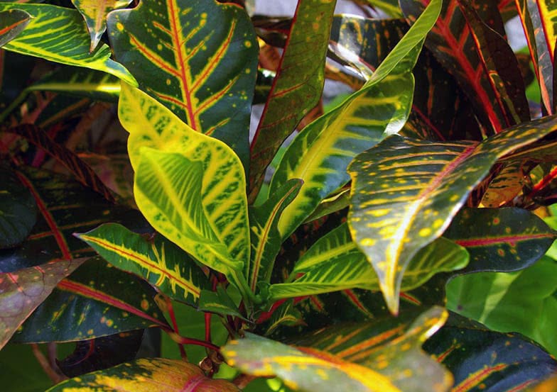 Codiaeum variegatum / кротон пестрый, вариегатный (кодиеум пёстрый)