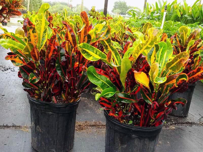 Codiaeum variegatum / кротон пестрый, вариегатный (кодиеум пёстрый)