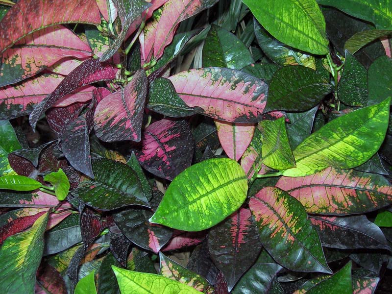 Codiaeum variegatum / кротон пестрый, вариегатный (кодиеум пёстрый)