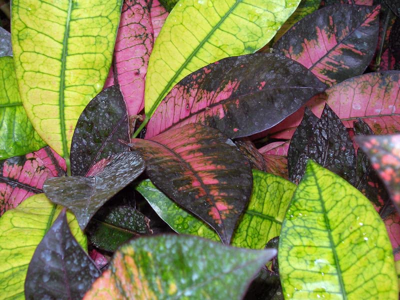 Codiaeum variegatum / кротон пестрый, вариегатный (кодиеум пёстрый)