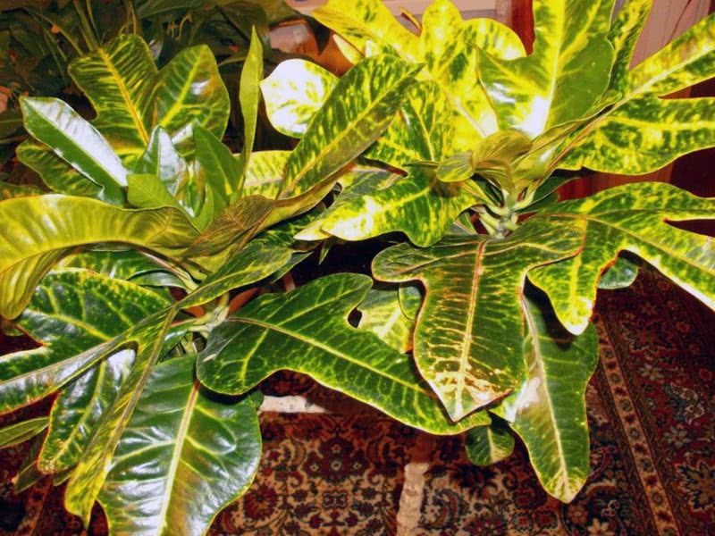 Codiaeum variegatum / кротон пестрый, вариегатный (кодиеум пёстрый)