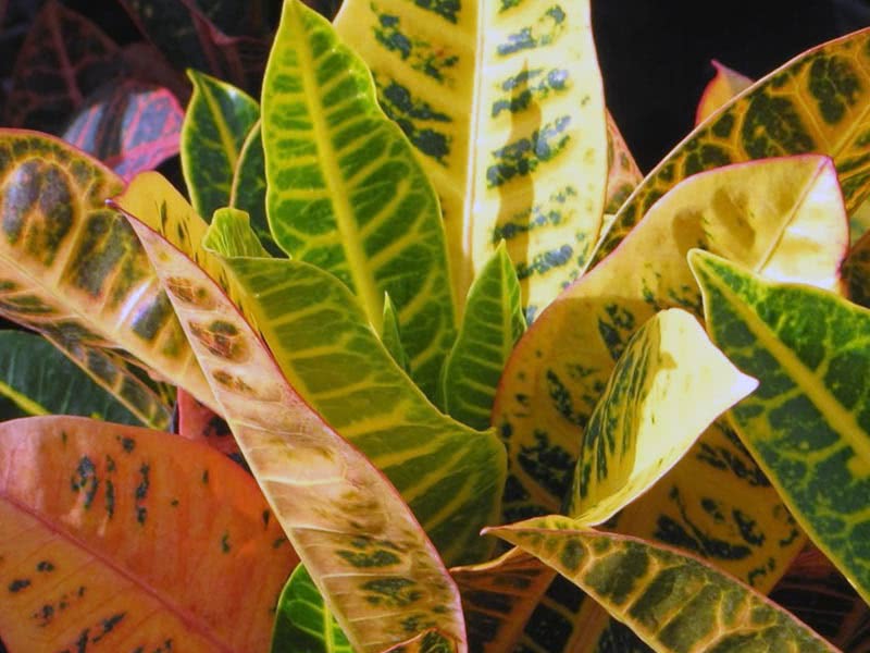 Codiaeum variegatum / кротон пестрый, вариегатный (кодиеум пёстрый)