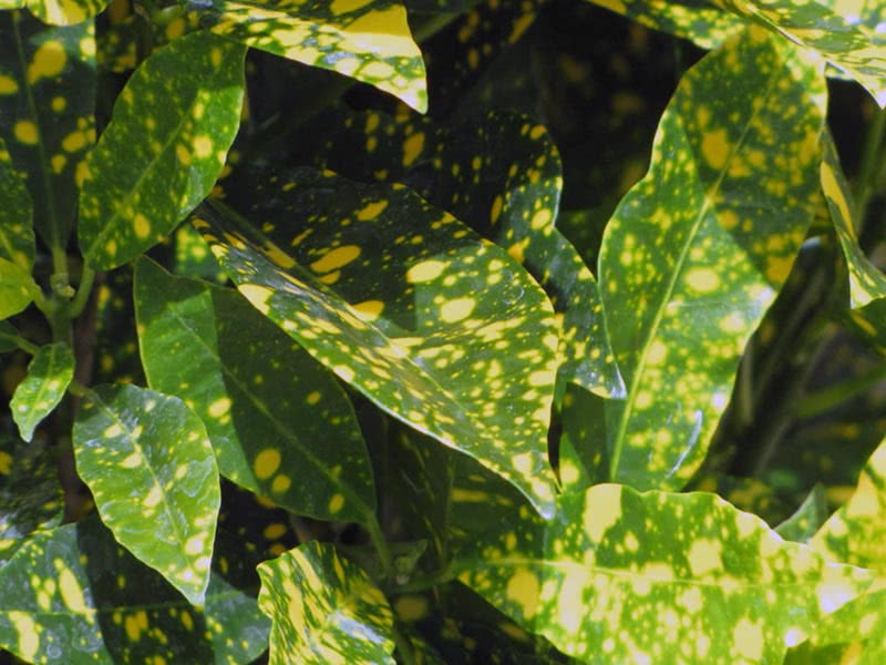 Codiaeum variegatum / кротон пестрый, вариегатный (кодиеум пёстрый)
