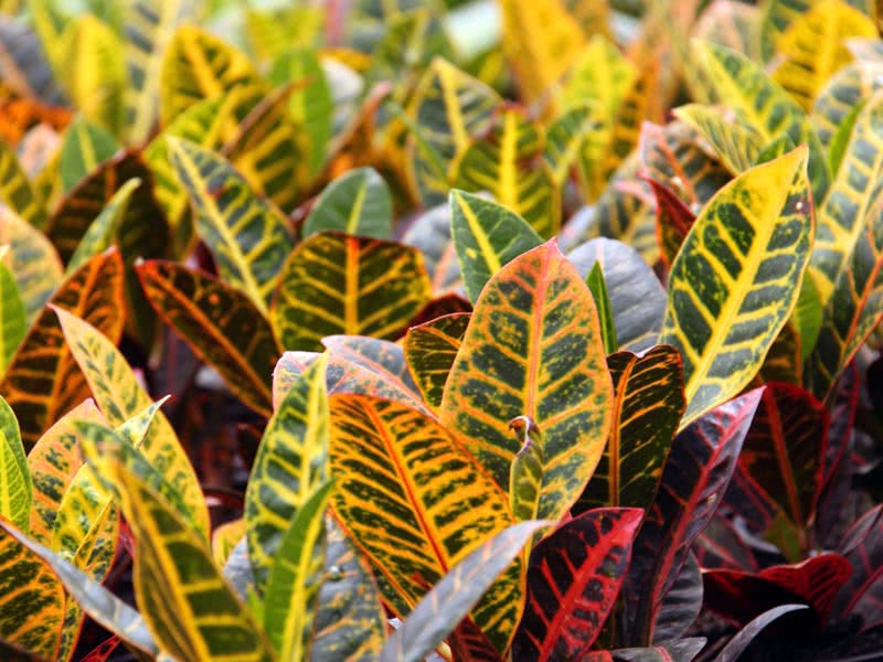 Codiaeum variegatum / кротон пестрый, вариегатный (кодиеум пёстрый)