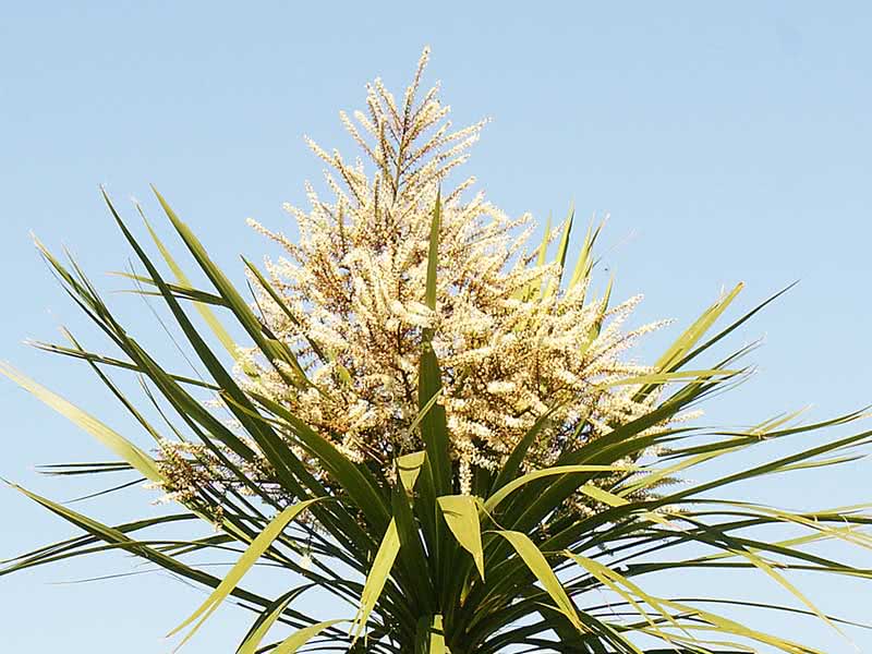 Cordyline australis / кордилина южная
