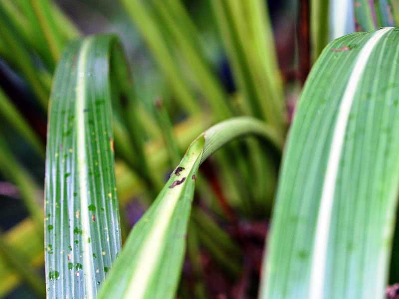 Cordyline banksii / кордилина Бенкса