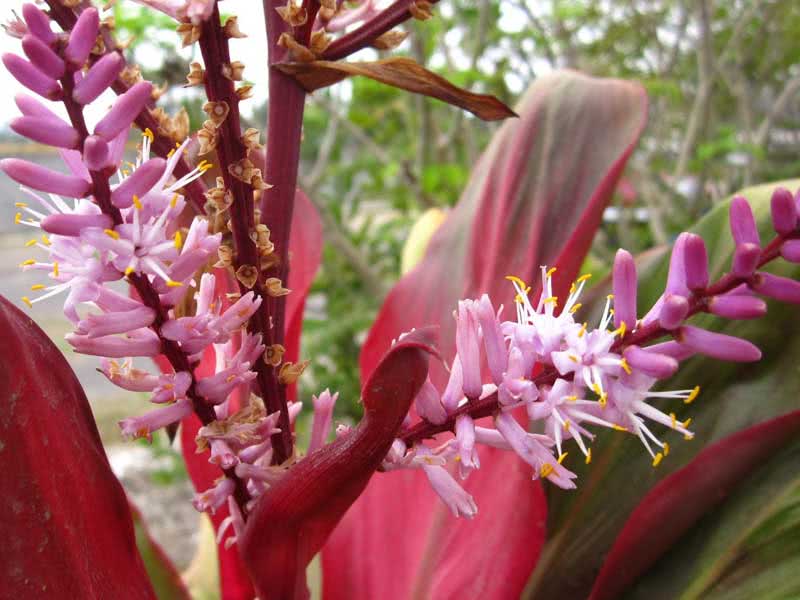 Cordyline rubra / кордилина красная