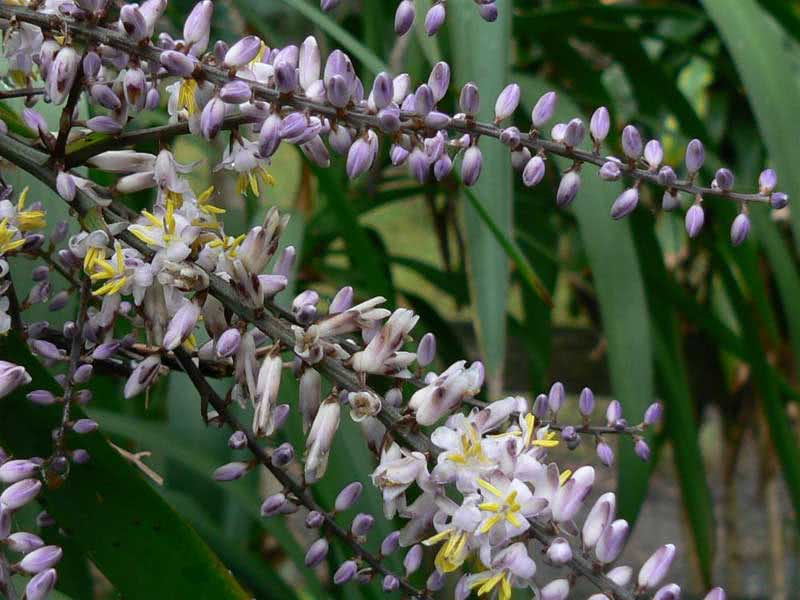 Cordyline stricta / кордилина прямая
