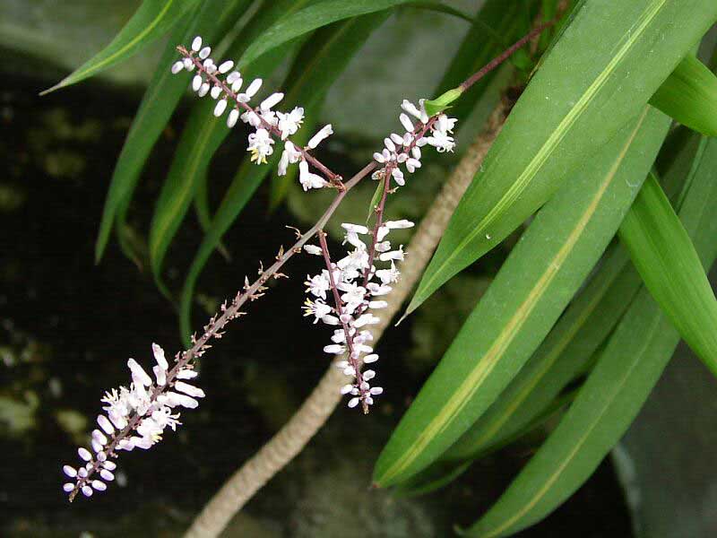 Cordyline stricta / кордилина прямая