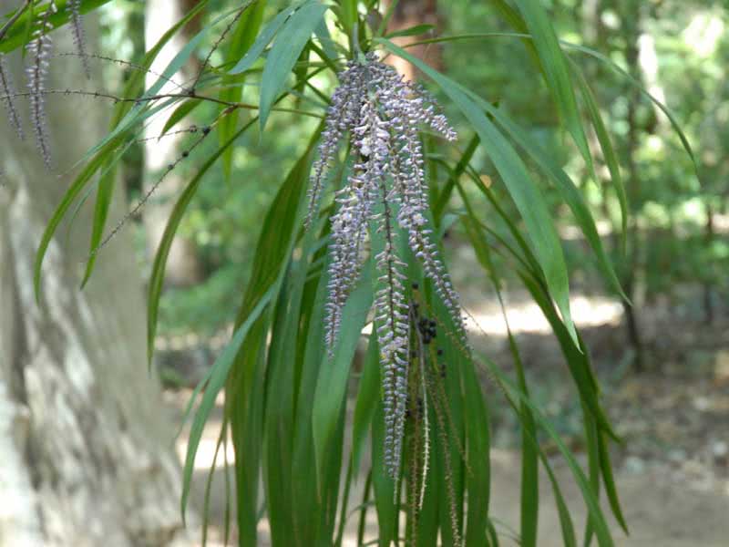 Cordyline stricta / кордилина прямая