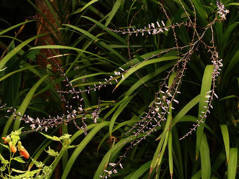 Cordyline stricta / кордилина прямая