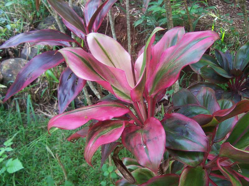 Cordyline terminalis (fruticosa) / кордилина верхушечная (кустарниковая)