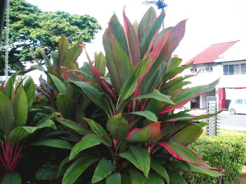 Cordyline terminalis (fruticosa) / кордилина верхушечная (кустарниковая)