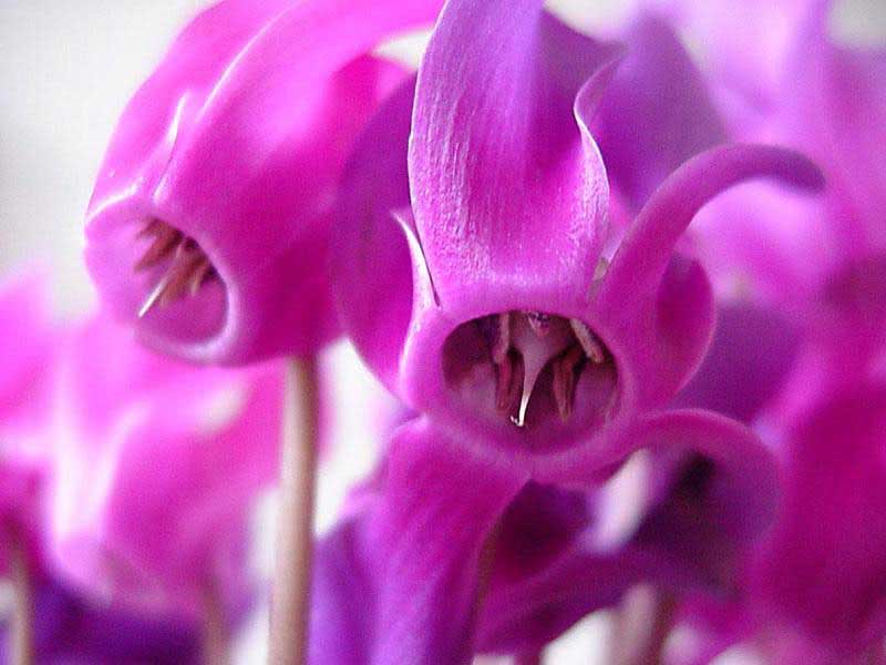 Cyclamen europaeum / цикламен европейский