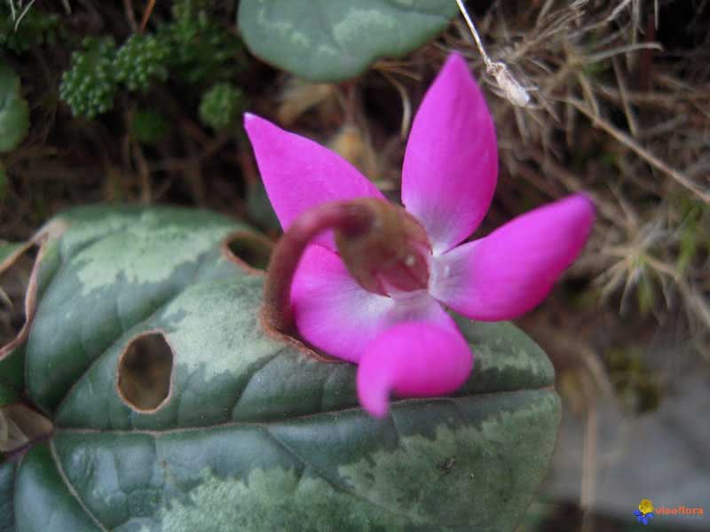 Cyclamen europaeum / цикламен европейский