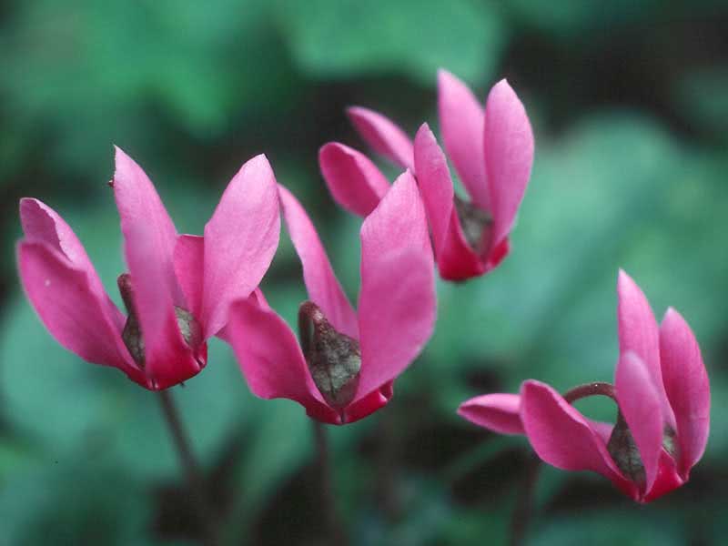 Cyclamen europaeum / цикламен европейский