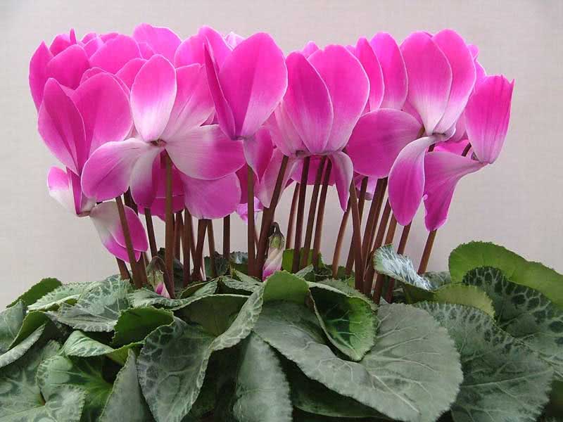 Cyclamen persicum / цикламен персидский