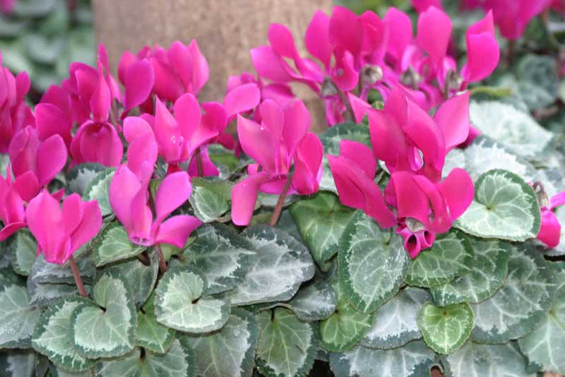 Cyclamen persicum / цикламен персидский