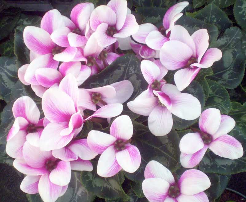 Cyclamen persicum / цикламен персидский