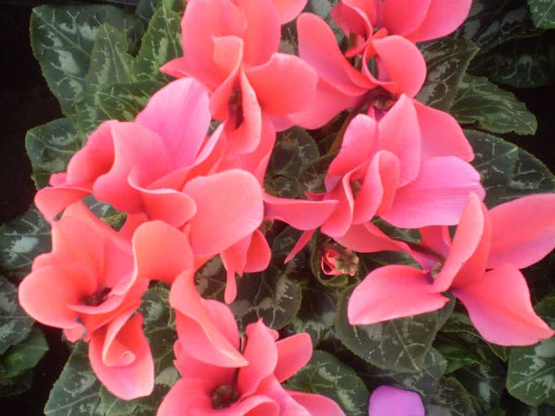Cyclamen persicum / цикламен персидский