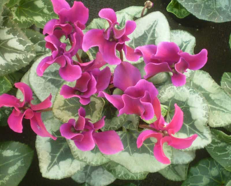 Cyclamen persicum / цикламен персидский
