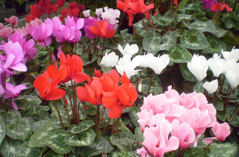 Cyclamen persicum / цикламен персидский