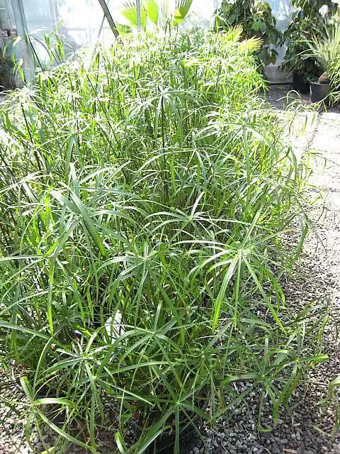 Cyperus alternifolius / циперус зонтичный