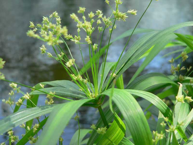 Cyperus diffusus / циперус раскидистый