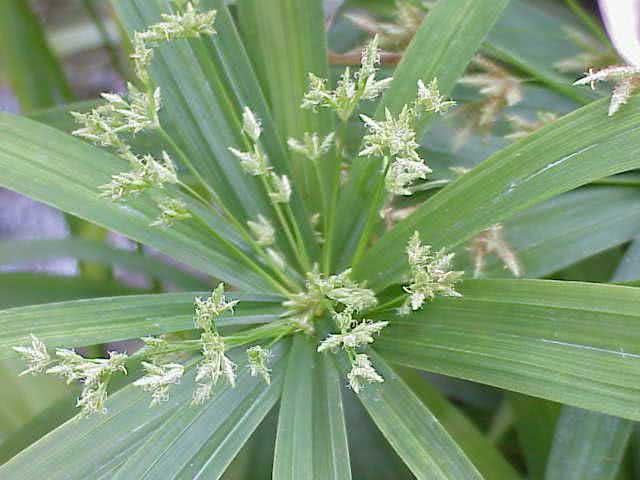 Cyperus diffusus / циперус раскидистый