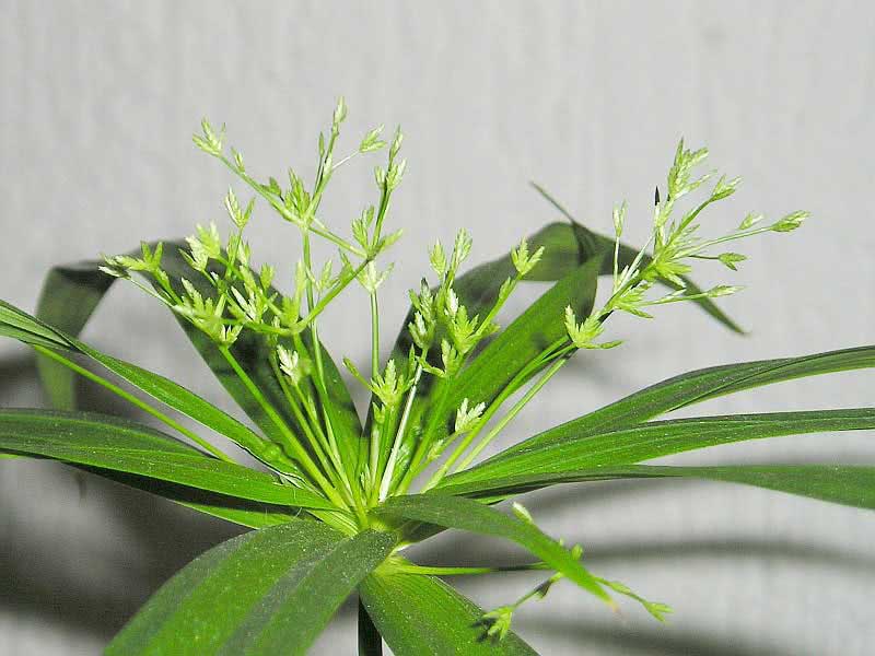 Cyperus diffusus / циперус раскидистый