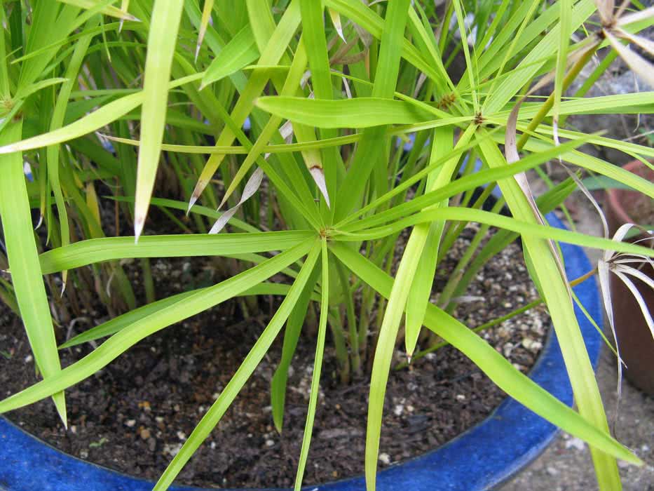 Cyperus papyrus / циперус папирус
