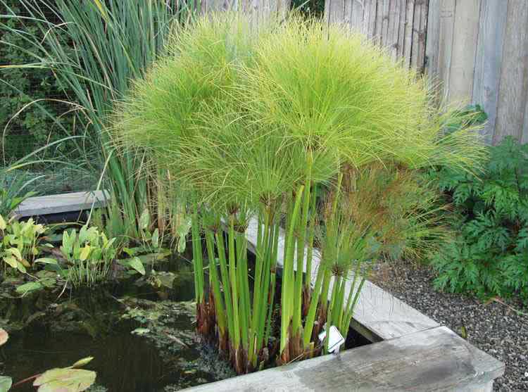 Cyperus papyrus / циперус папирус