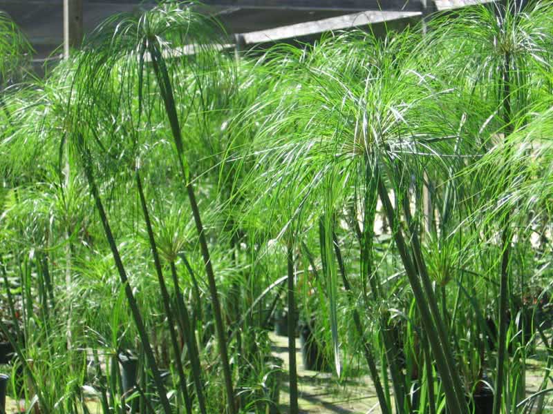 Cyperus papyrus / циперус папирус