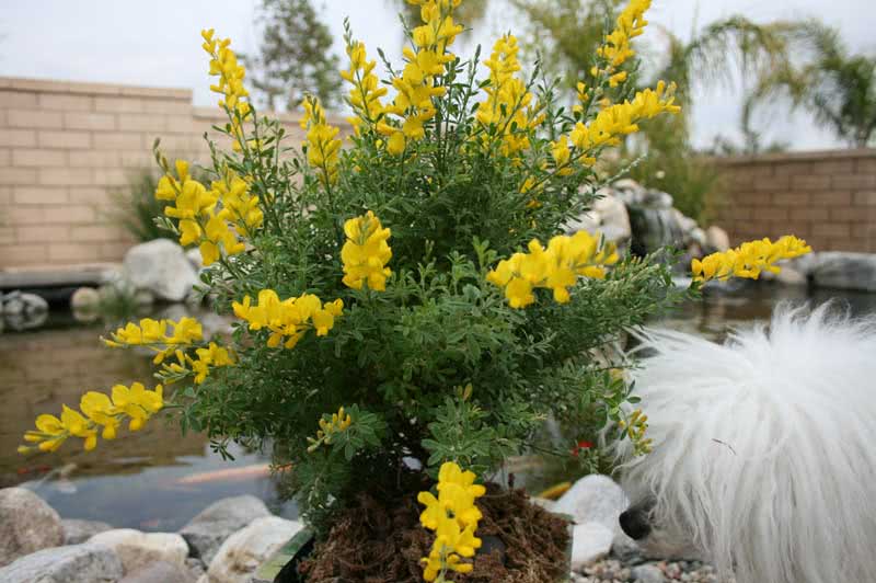 Сytisus racemosus / ракитник кистевидный