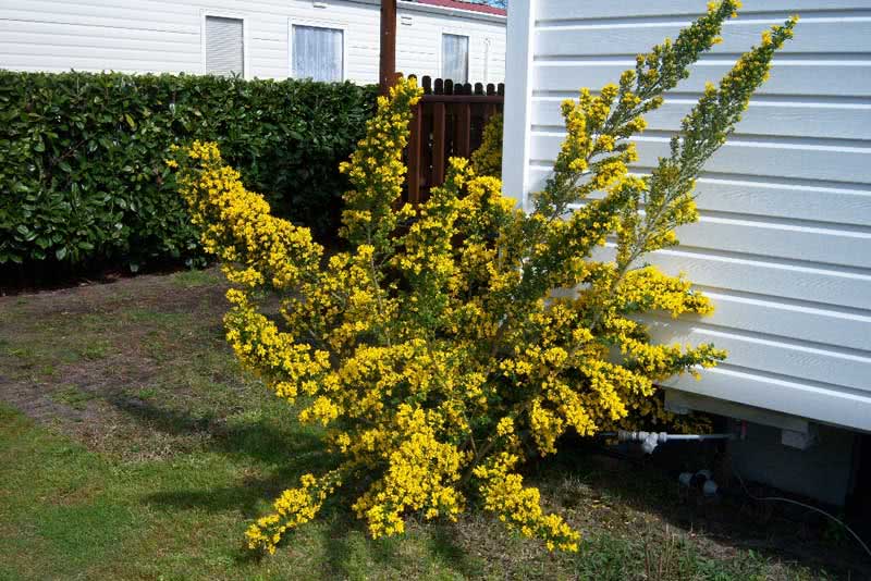 Сytisus racemosus / ракитник кистевидный
