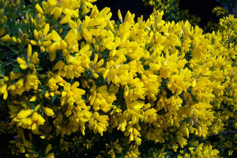 Сytisus racemosus / ракитник кистевидный
