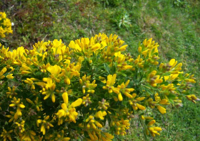 Сytisus racemosus / ракитник кистевидный