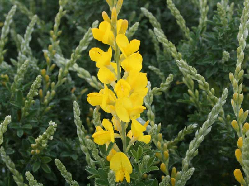 Сytisus racemosus / ракитник кистевидный