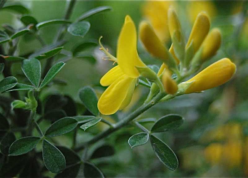Сytisus racemosus / ракитник кистевидный