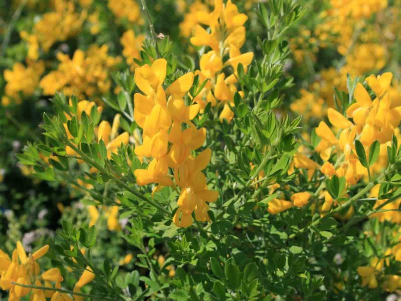 Сytisus racemosus / ракитник кистевидный