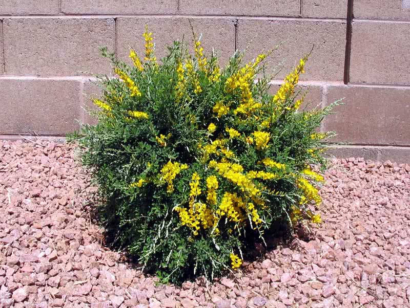 Сytisus racemosus / ракитник кистевидный