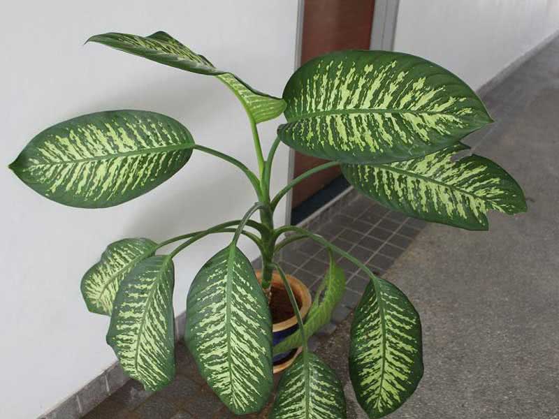 Dieffenbachia amoena / диффенбахия прелестная